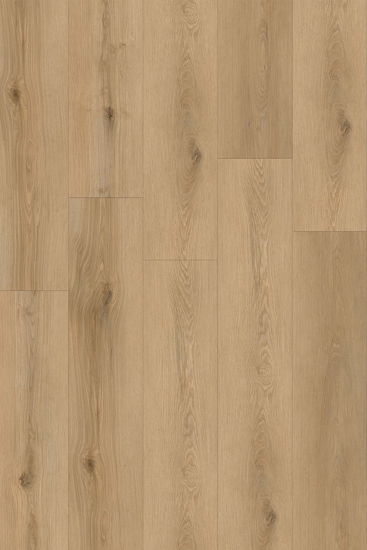 Hazelnut | HydroXpert